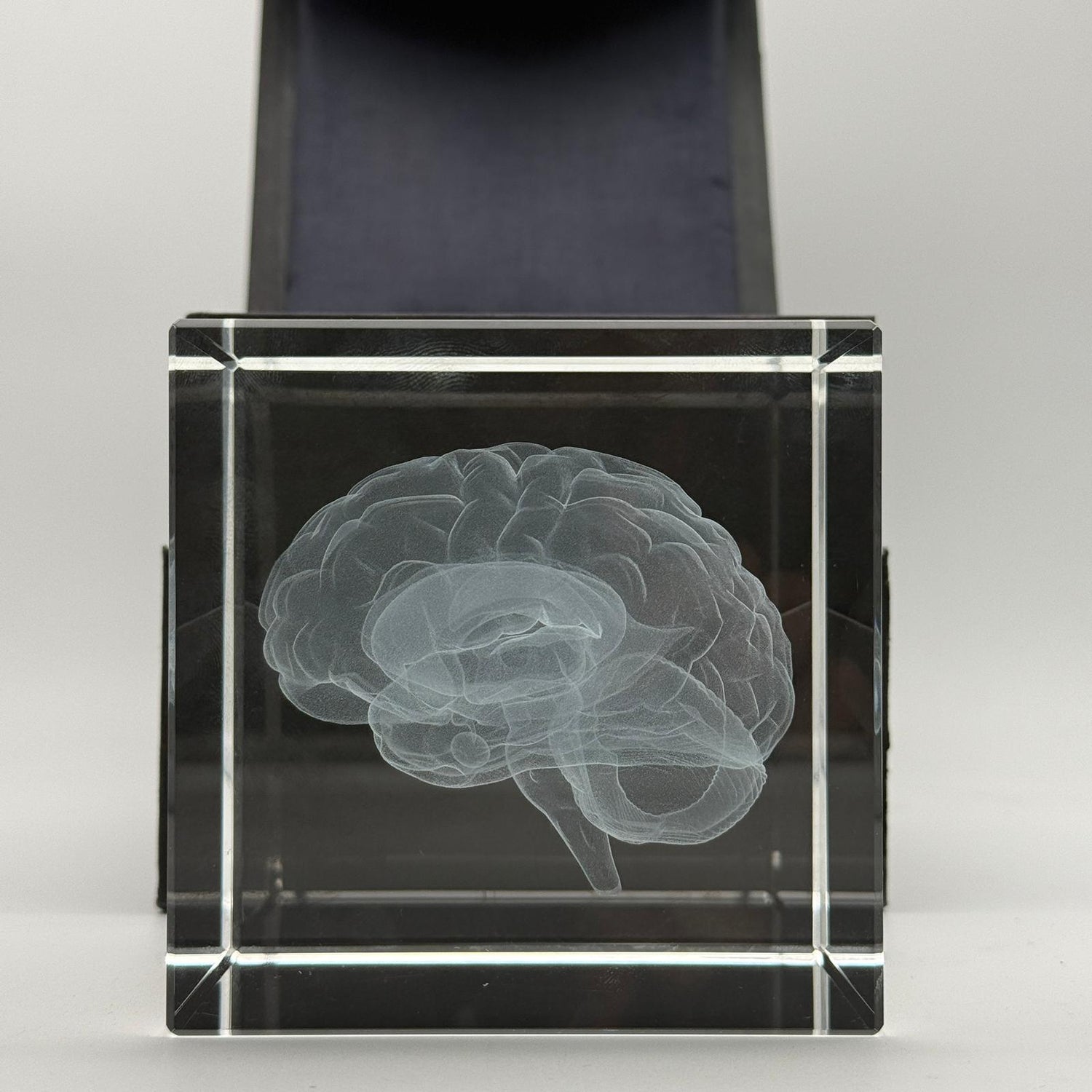 Gehirn - Glaswürfel World of Psychology