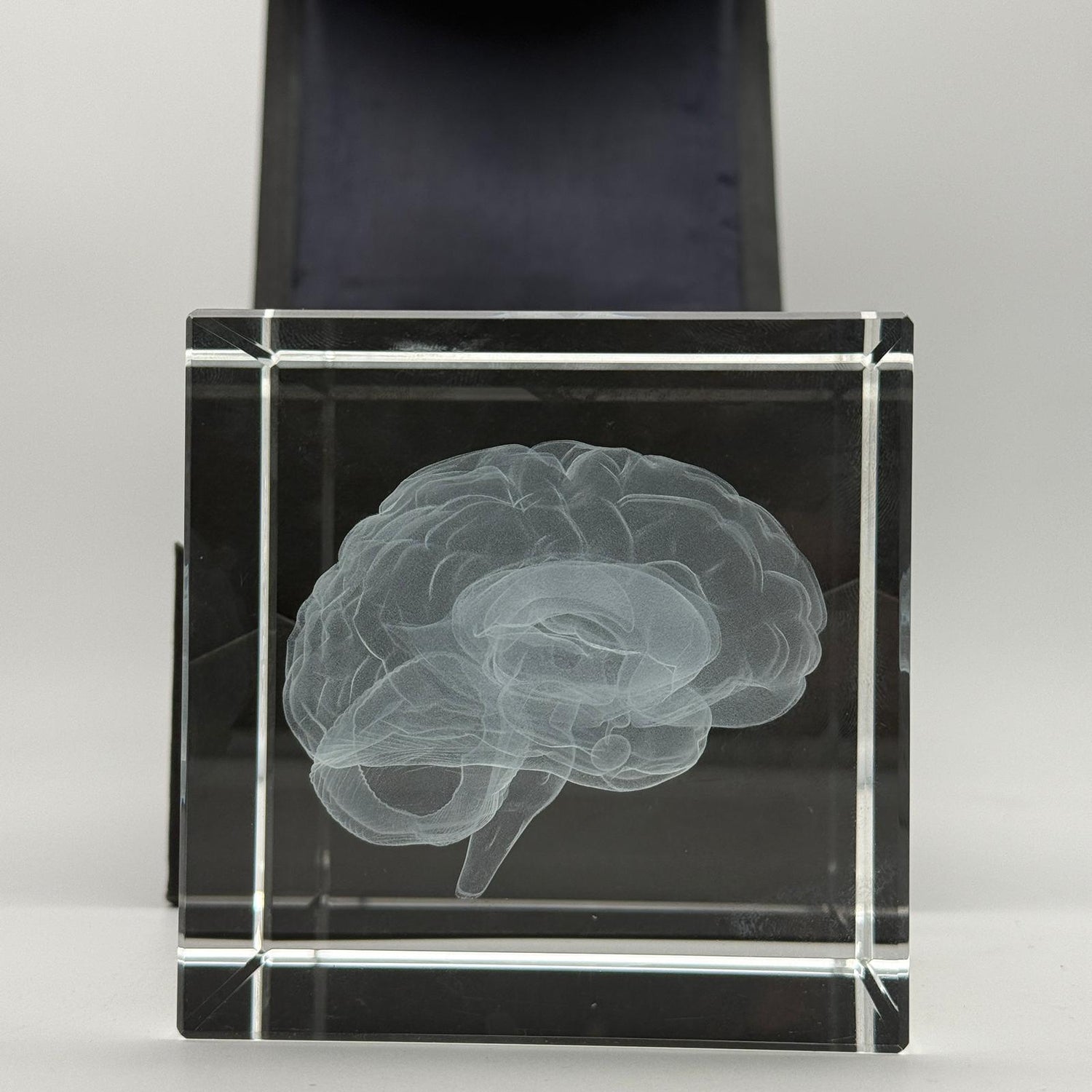 Gehirn - Glaswürfel World of Psychology