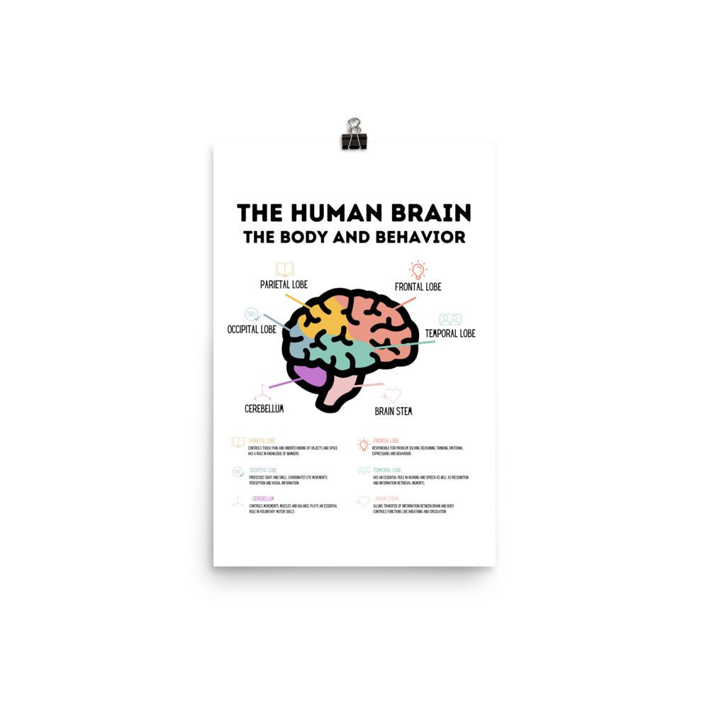 The Human Brain - Poster