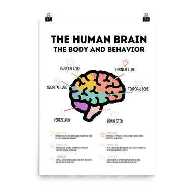 Psychologie Poster - The Human Brain